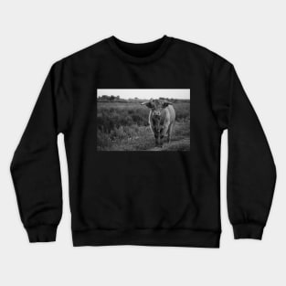 Rural Zen: Captivating Cow in Black & Gray Crewneck Sweatshirt